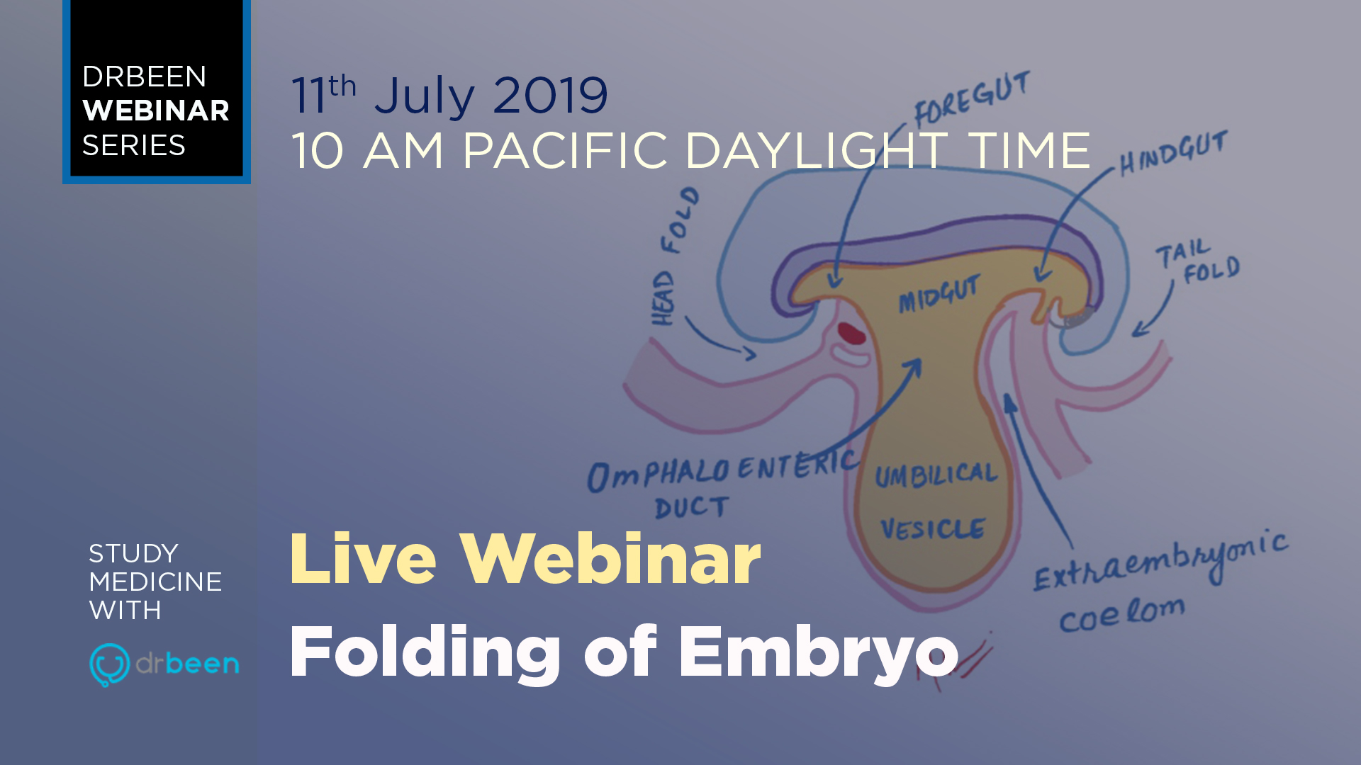 Embryology - Folding of Embryo